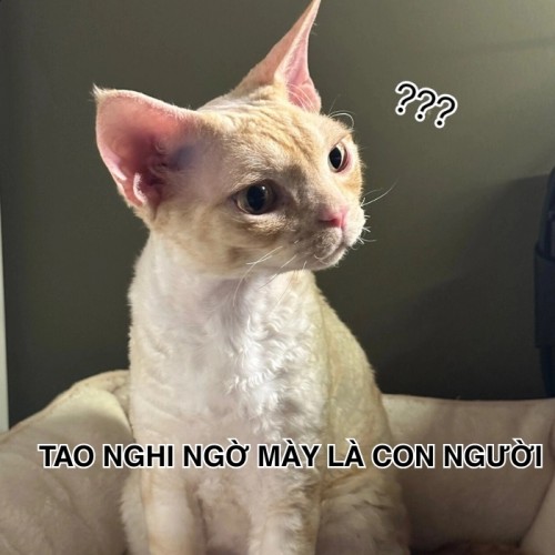 meme nghi ngờ