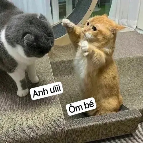 Meme An Ủi