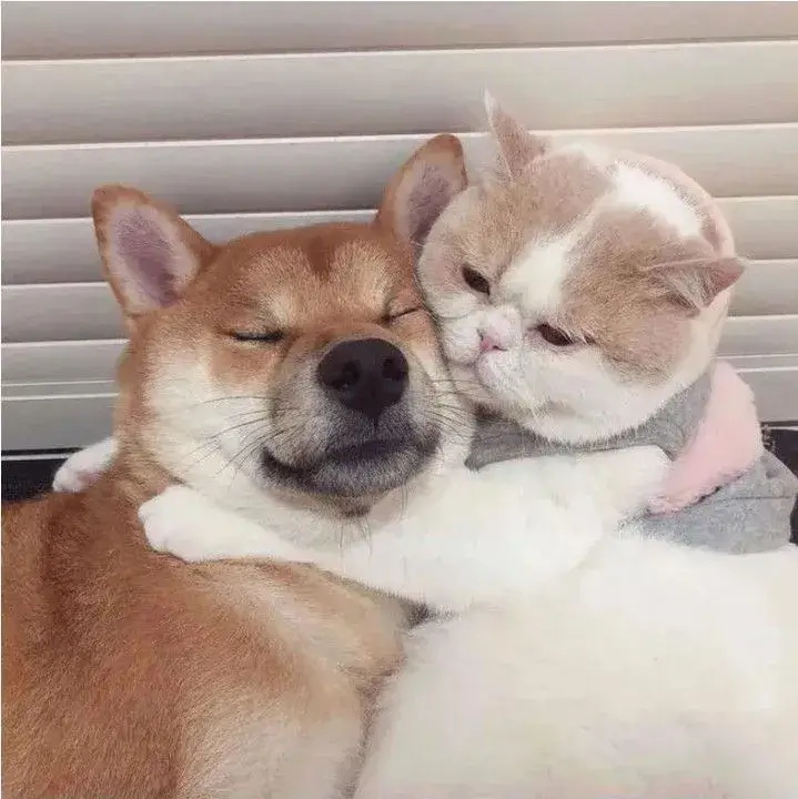 Meme An Ủi