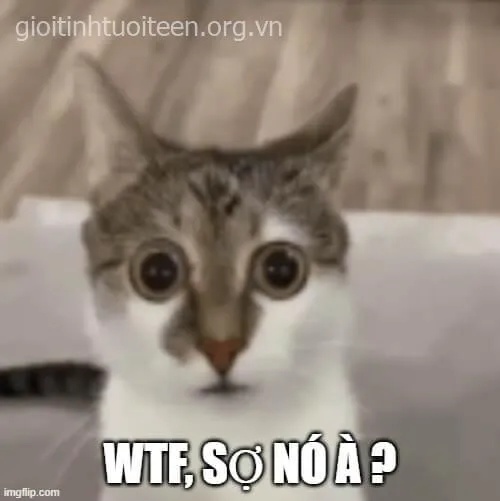 meme bạn sợ à