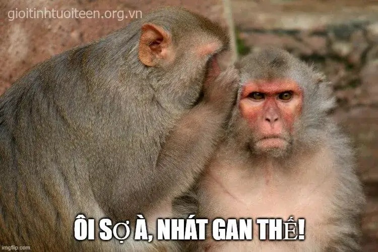 meme bạn sợ à