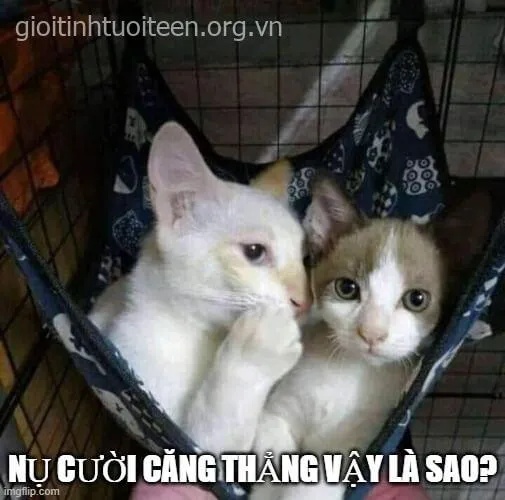 meme bạn sợ à