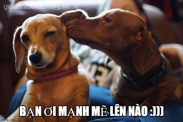 meme bạn sợ à