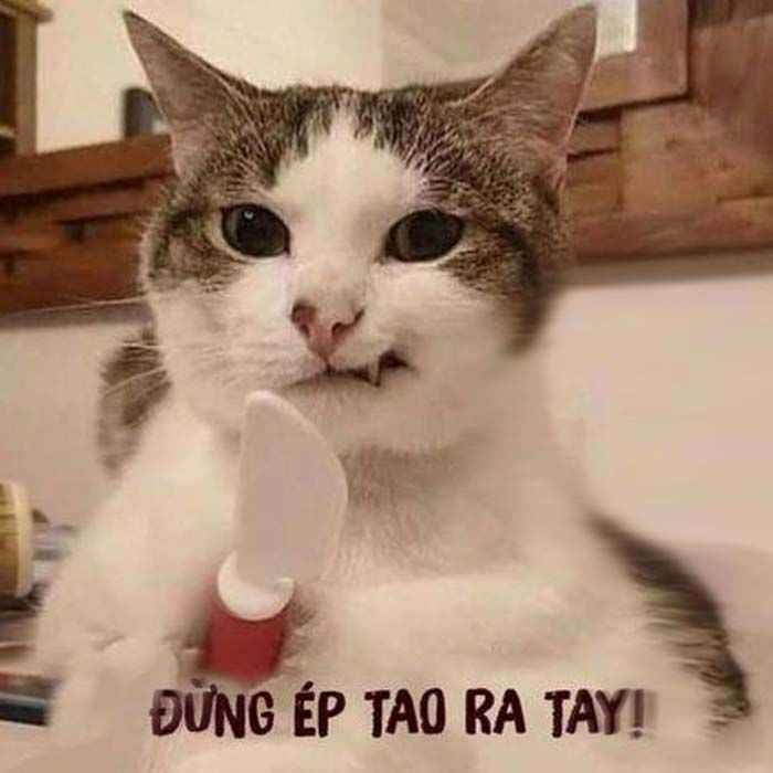 meme cầm dao