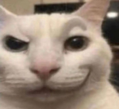 meme cat the rock