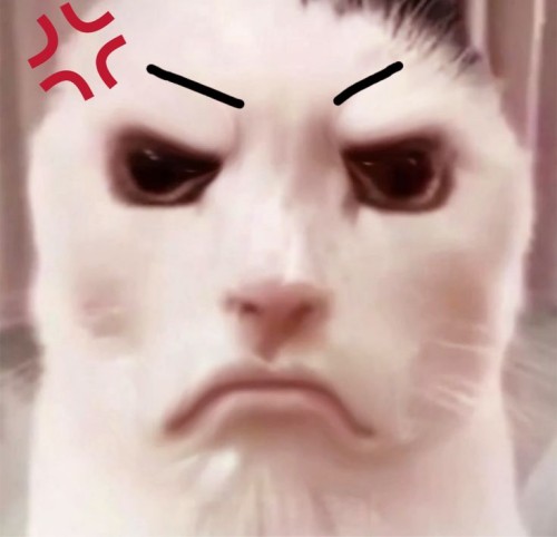 meme cat the rock