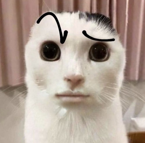 meme cat the rock