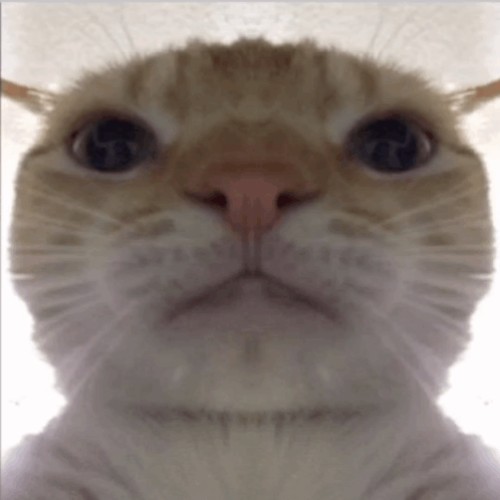 meme cat the rock
