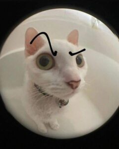 meme cat the rock