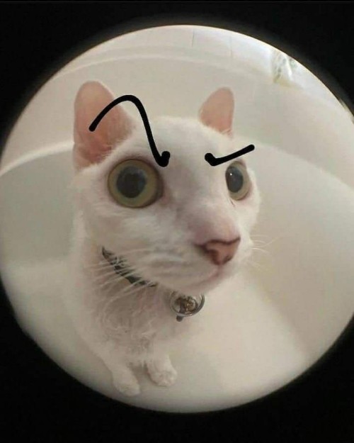 Tổng hợp 50+ meme cat The Rock hài hước, viral trên mạng xã hội
