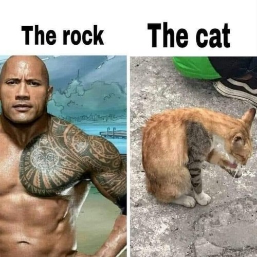 meme cat the rock