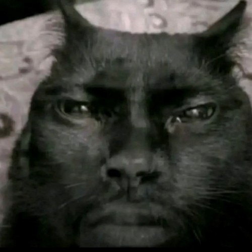 meme cat the rock