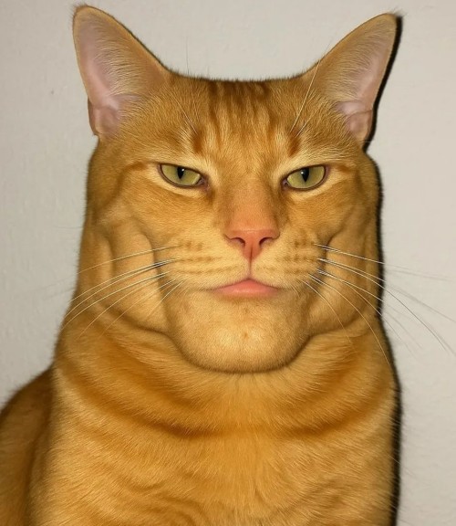 meme cat the rock