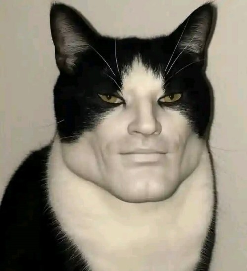 meme cat the rock