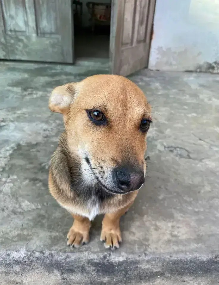 Meme Liếc