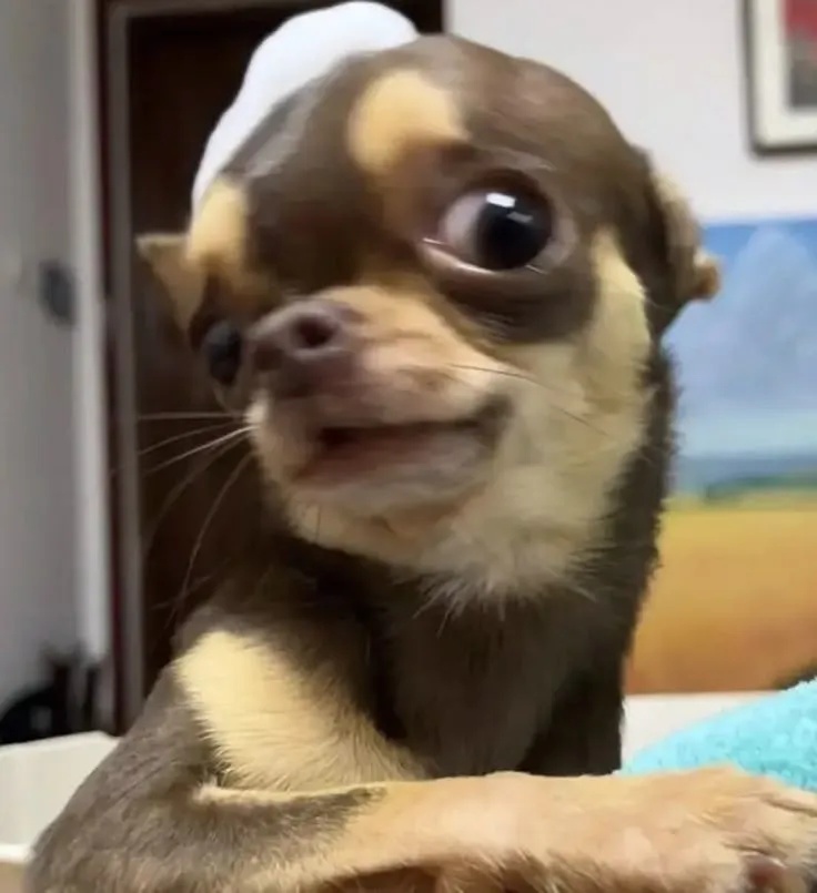 Meme Liếc