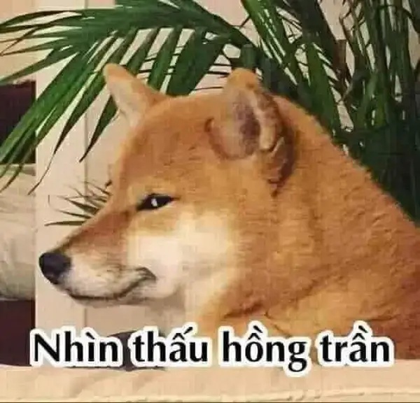 Meme Liếc