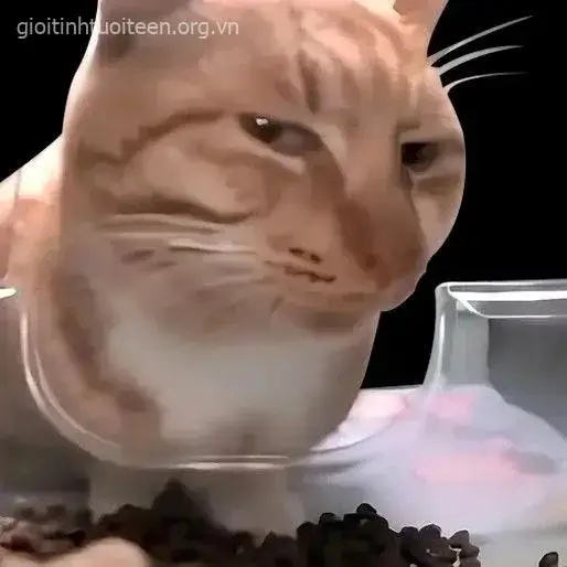 Meme Liếc