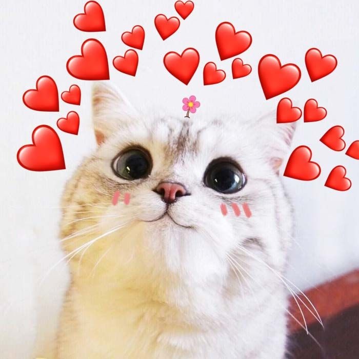 meme thả tim