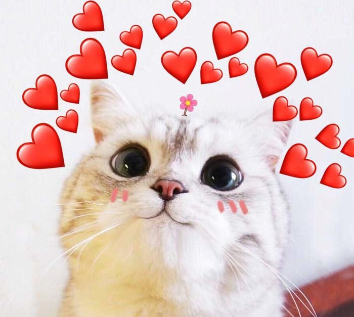 meme thả tim