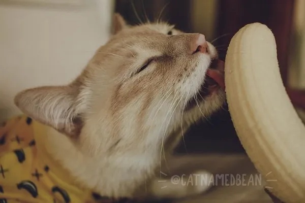 Meme Vắt Cực Khô