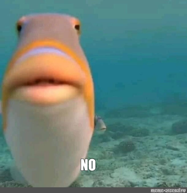 No Meme