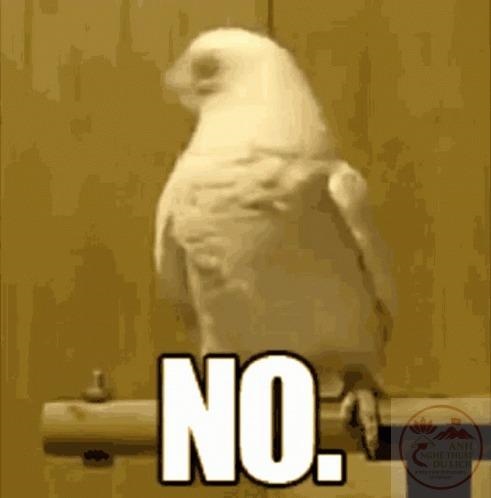 No Meme