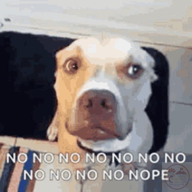 No Meme