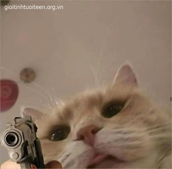 Meme mèo cầm súng