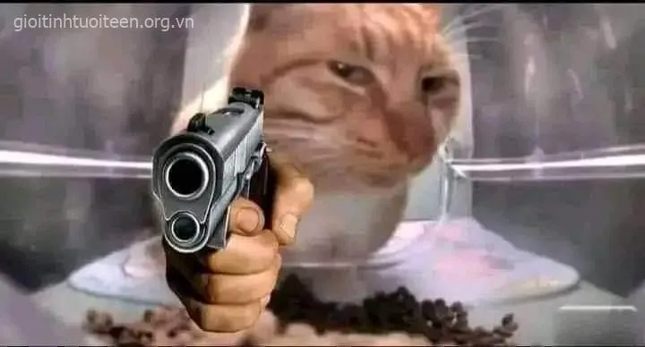 Meme mèo cầm súng