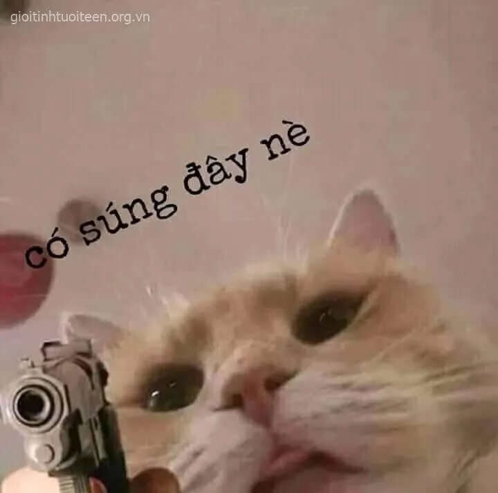 Meme mèo cầm súng