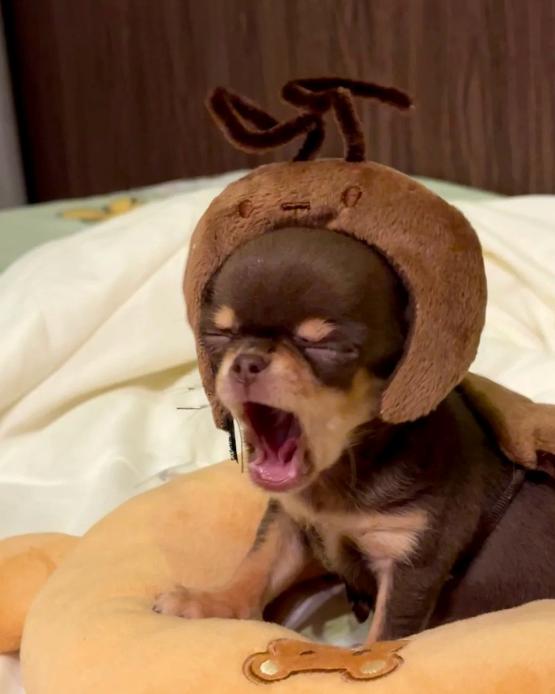 chihuahua meme