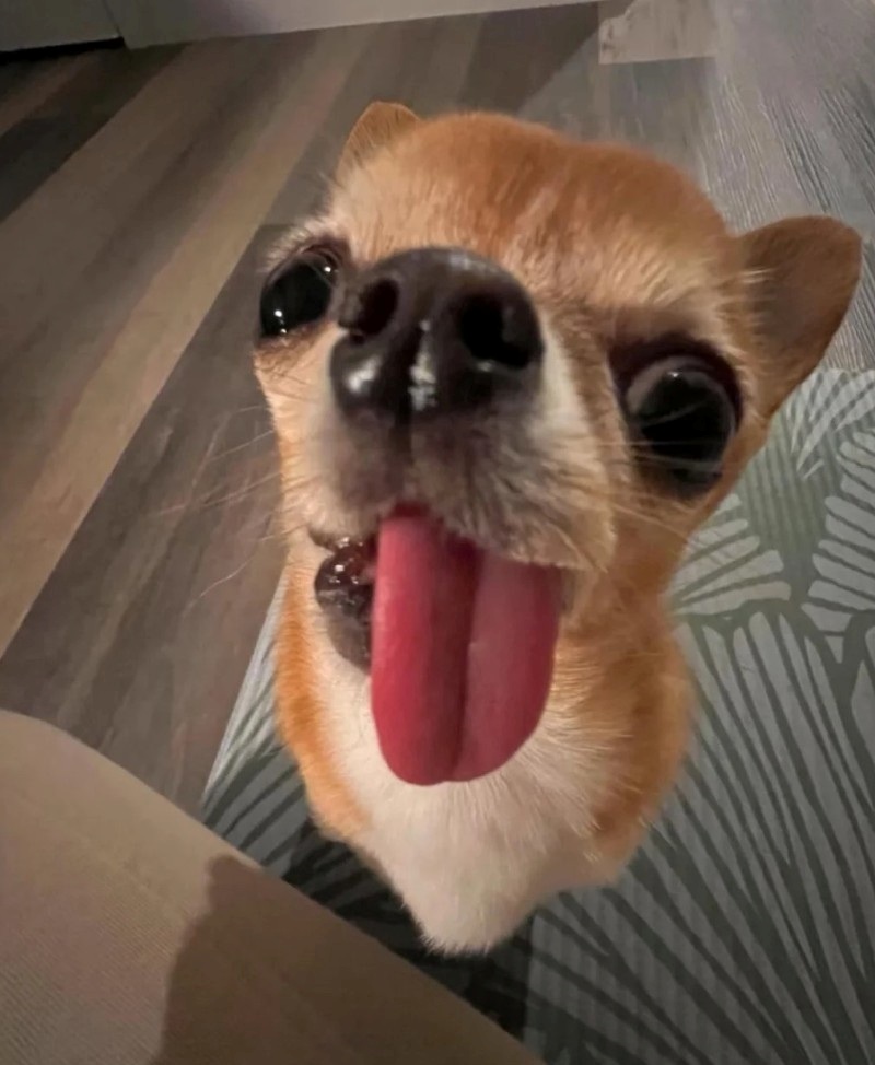 chihuahua meme