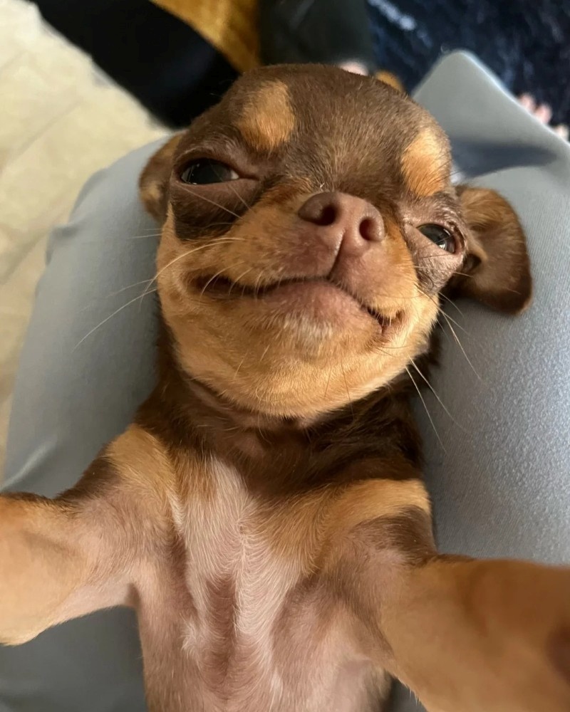 chihuahua meme
