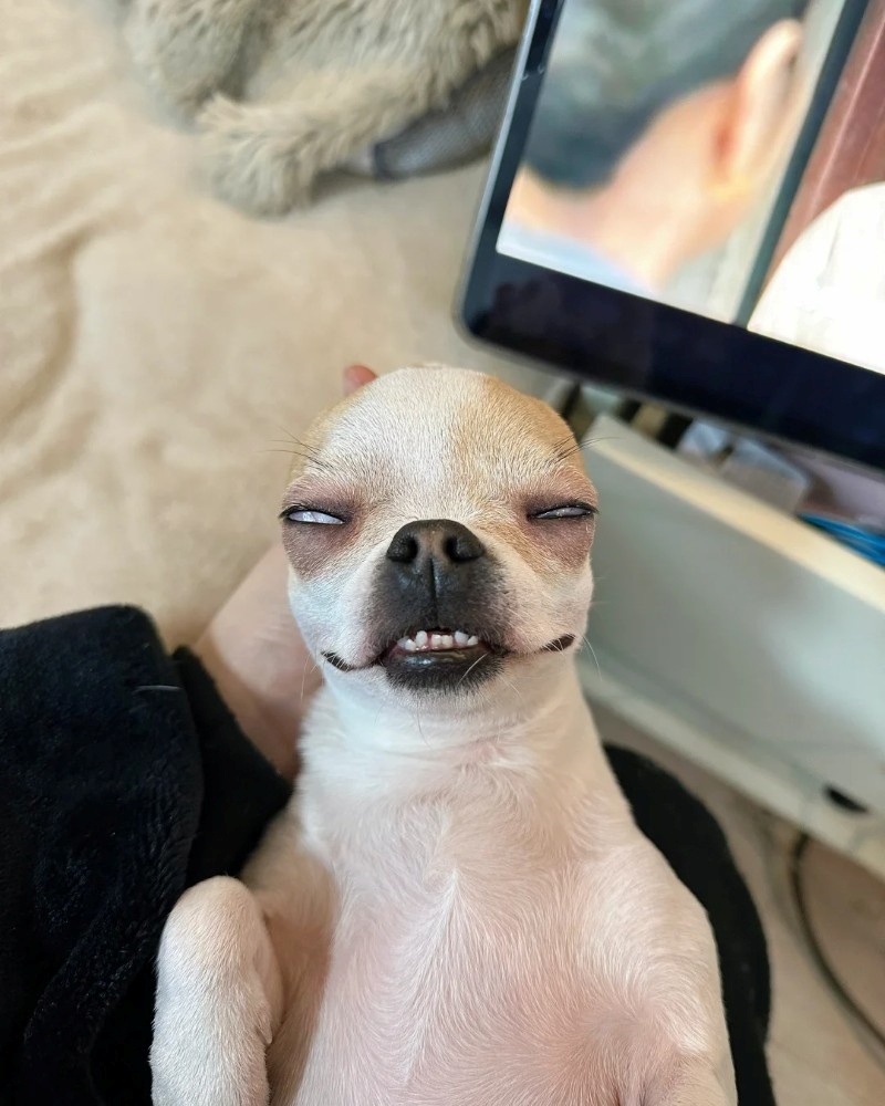 chihuahua meme