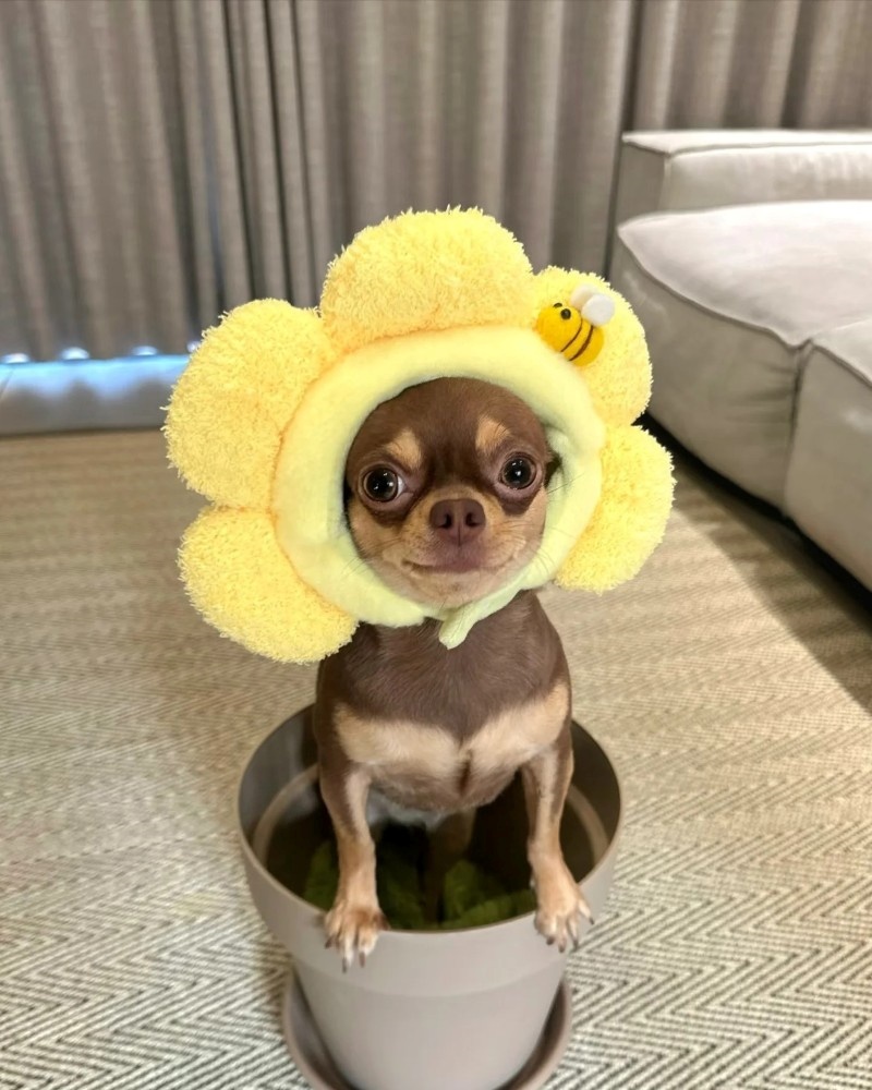 chihuahua meme