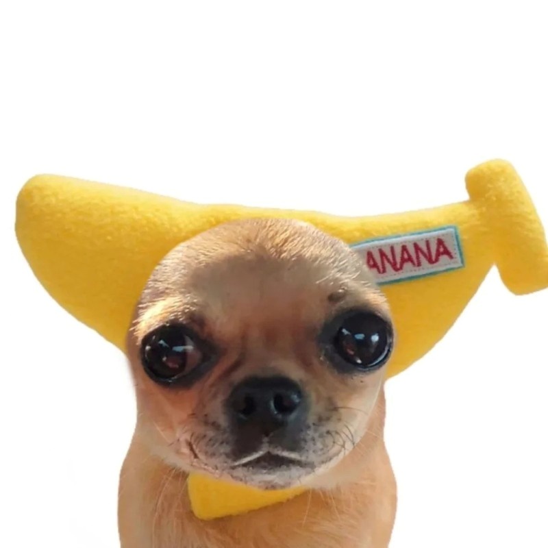 chihuahua meme