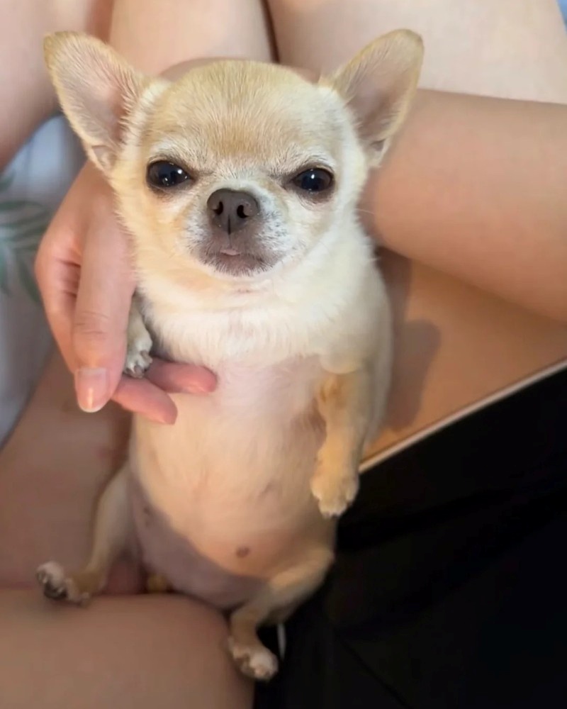 chihuahua meme