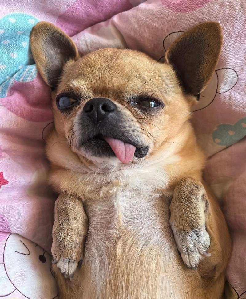 chihuahua meme