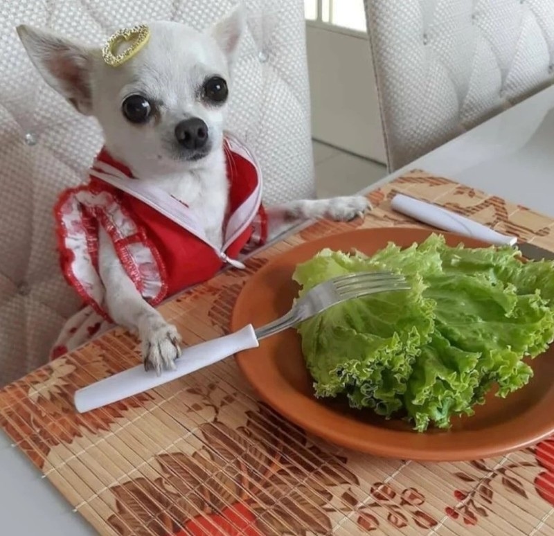 chihuahua meme