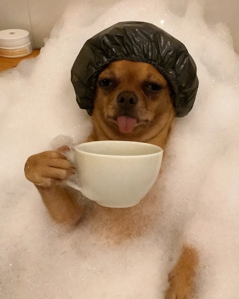 chihuahua meme