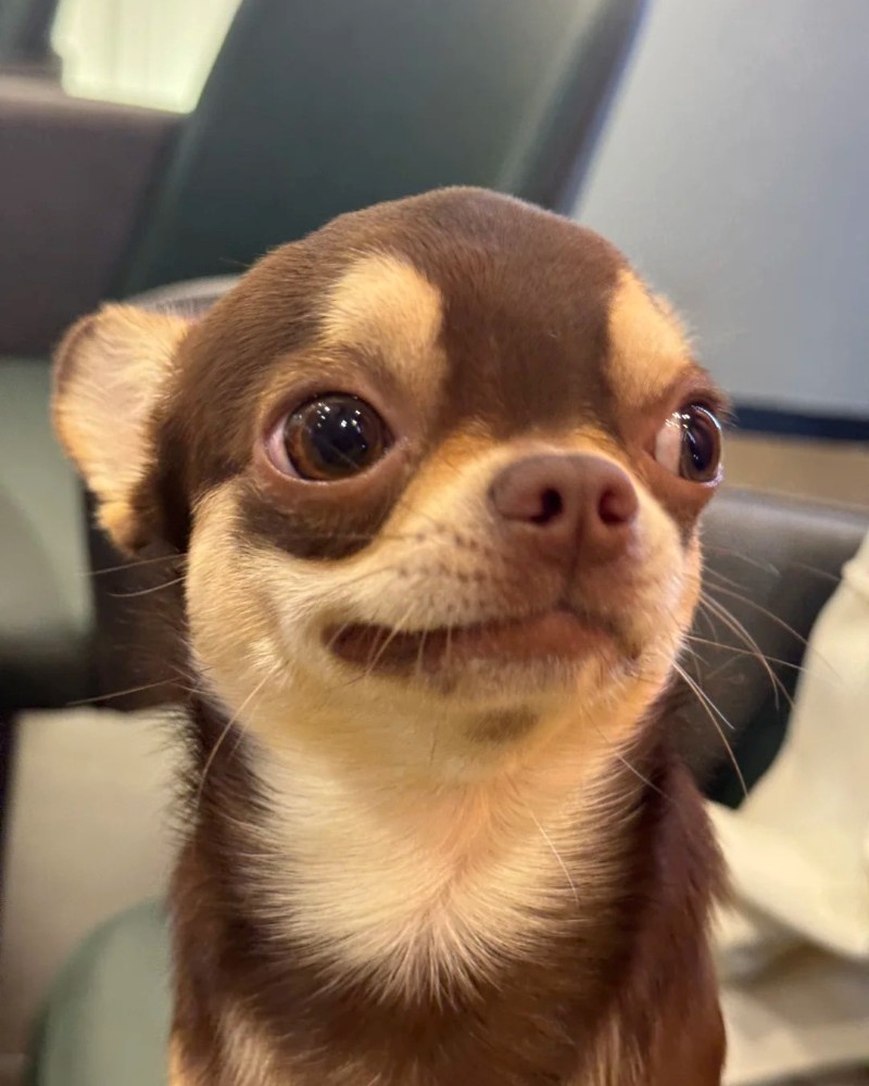 chihuahua meme