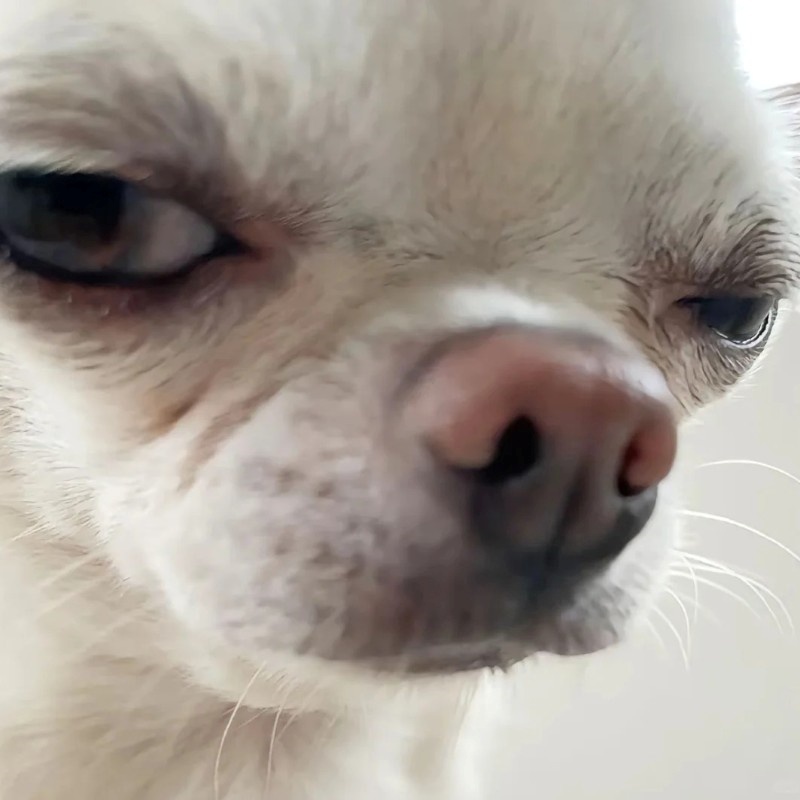 chihuahua meme