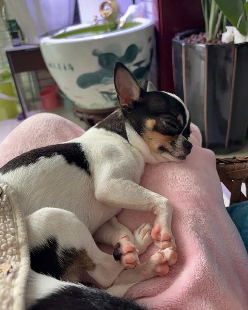chihuahua meme