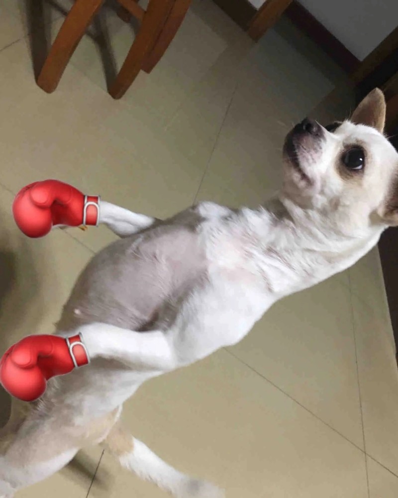 chihuahua meme