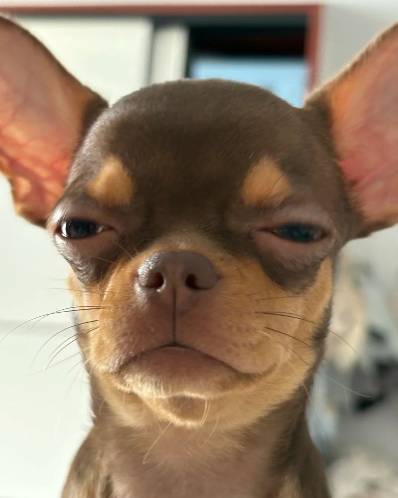 chihuahua meme