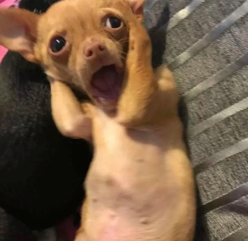 chihuahua meme