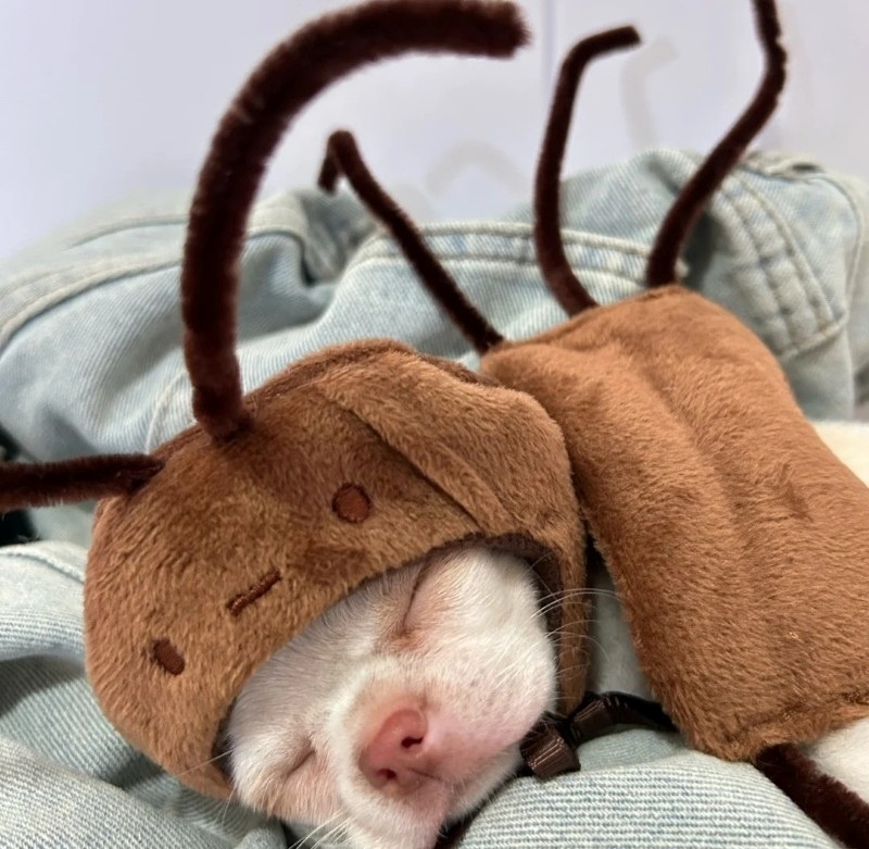 chihuahua meme