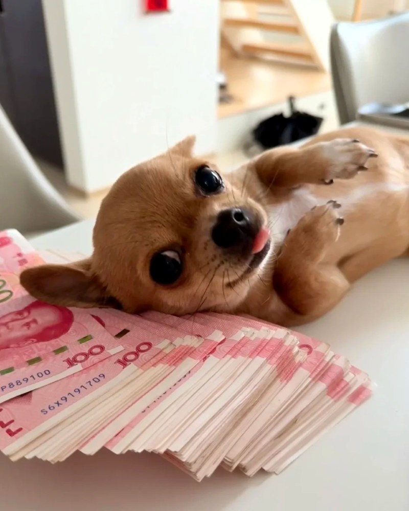 chihuahua meme