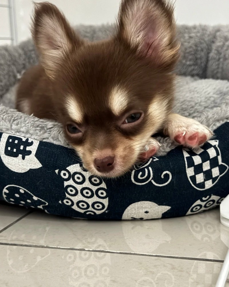 chihuahua meme